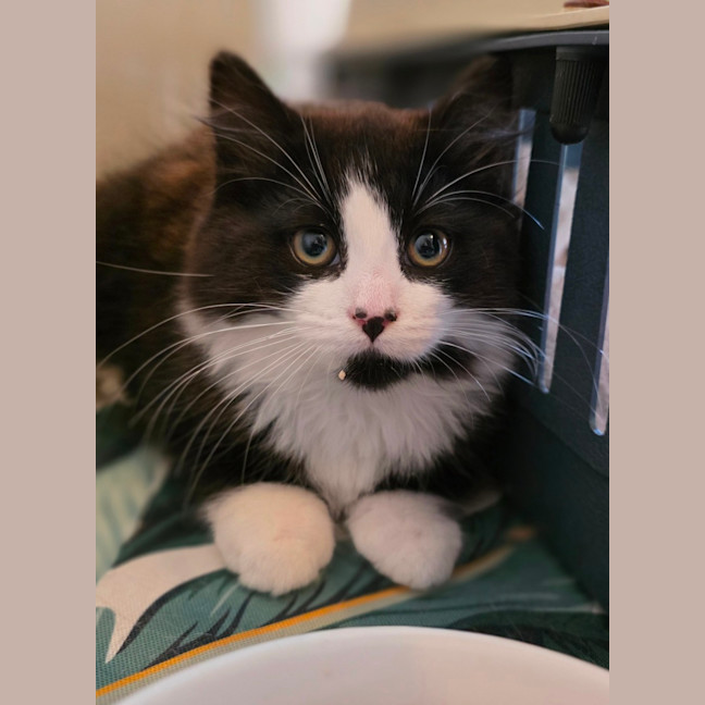 Photo of Harriet