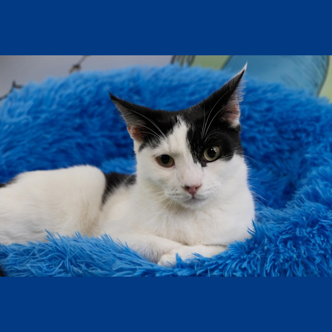 Photo of Sir Pounce A Lot