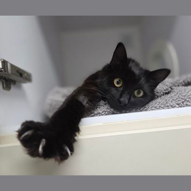 Photo of Kuro