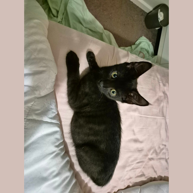 Photo of Stormy   4 Month Old Domestic Short Hair