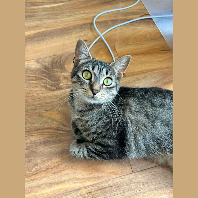 Photo of Peggy Sue *9 Lives Project Rescue*