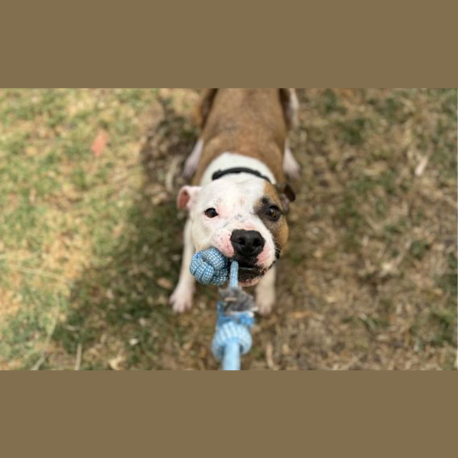 Photo of Rocky