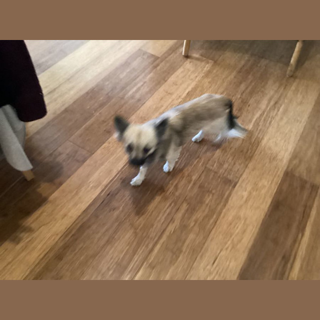 Photo of Muffin