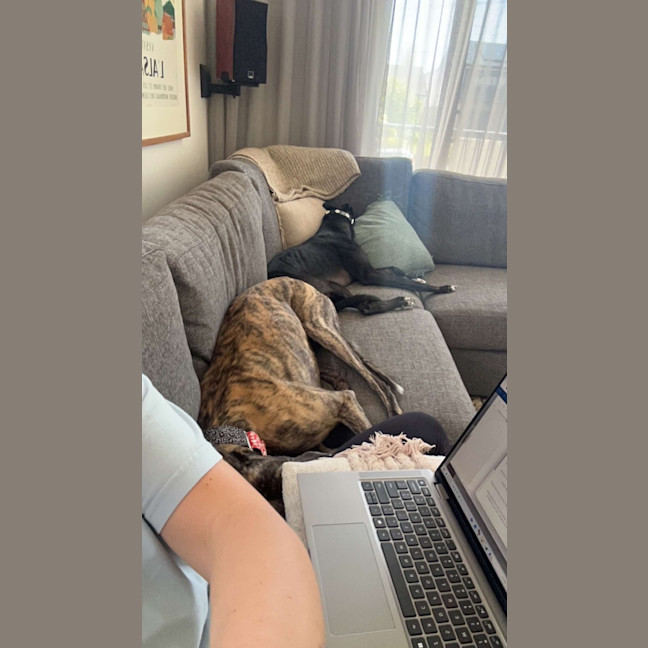Photo of Teddy, The Greyhound