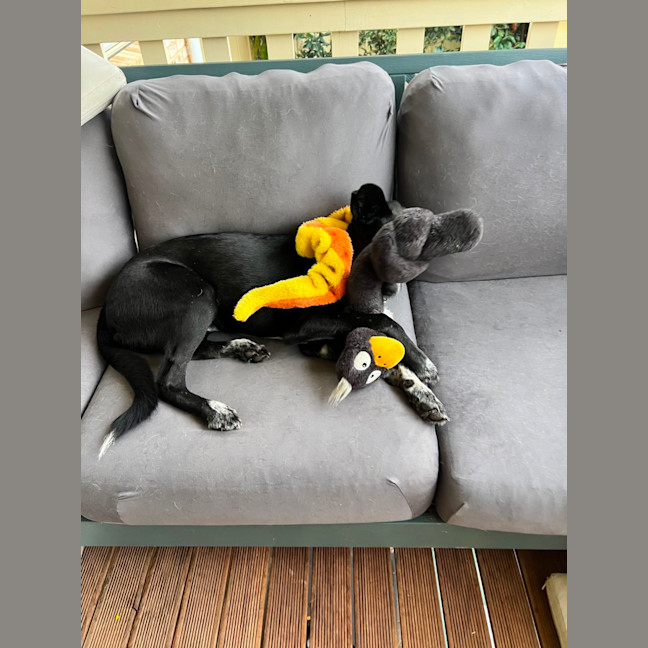 Photo of Teddy