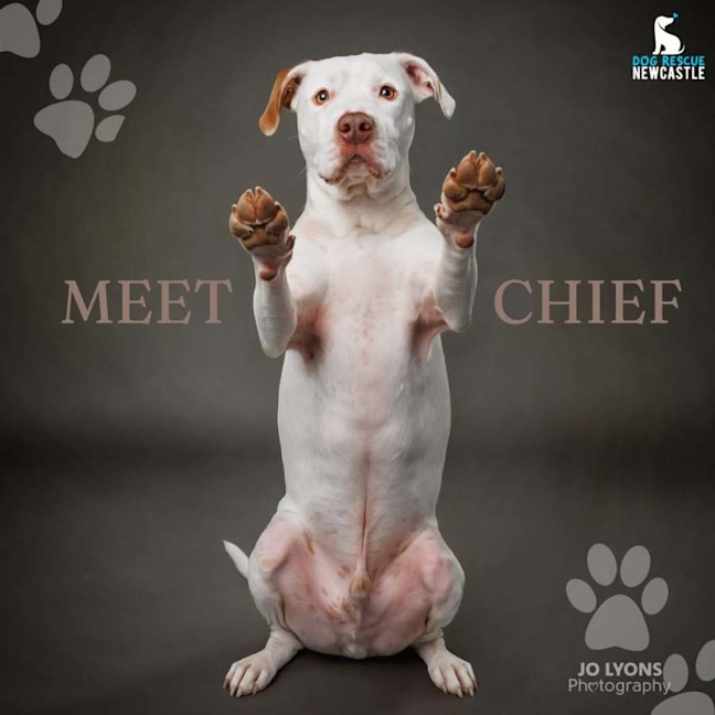Photo of Chief   3 Year Old Staffy
