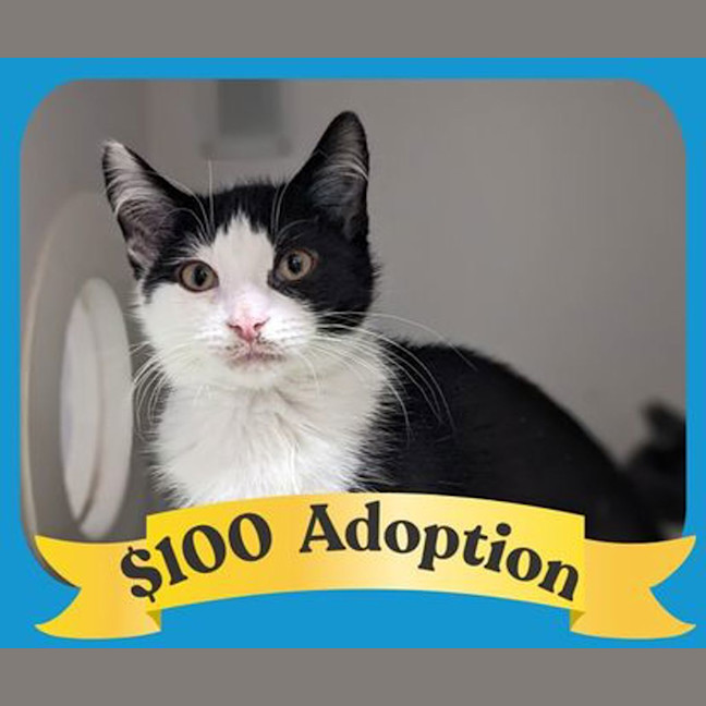 Photo of Mini Kipper