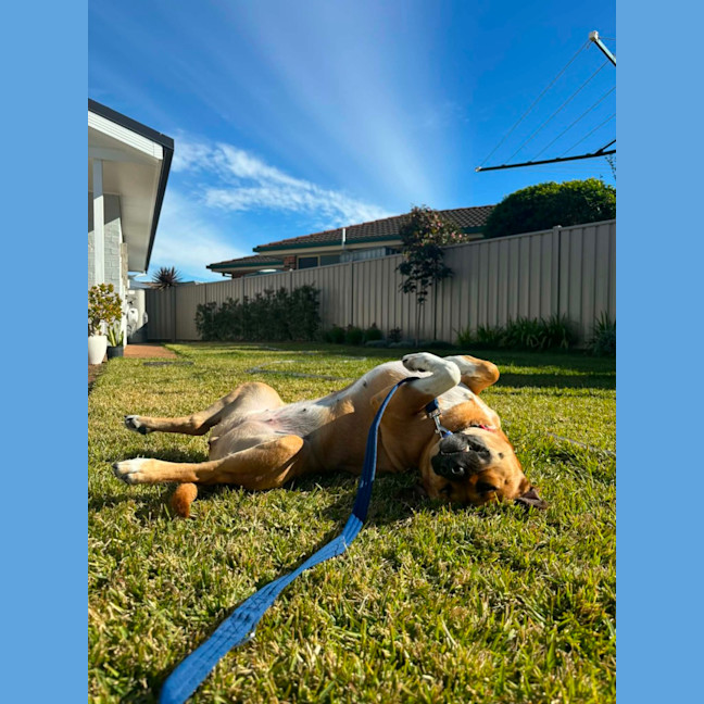Photo of Brandi   3 Year Old Staffy X Shar Pei