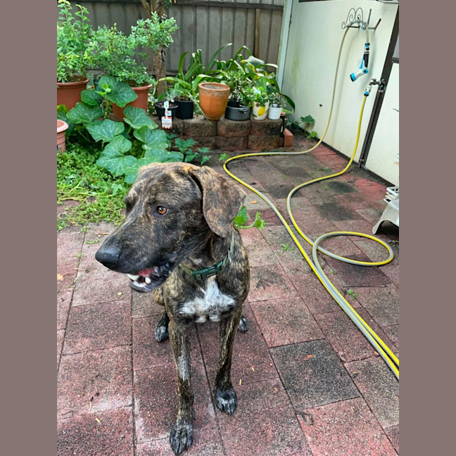 Photo of Humphrey   10 Month Old Bull Mastiff X