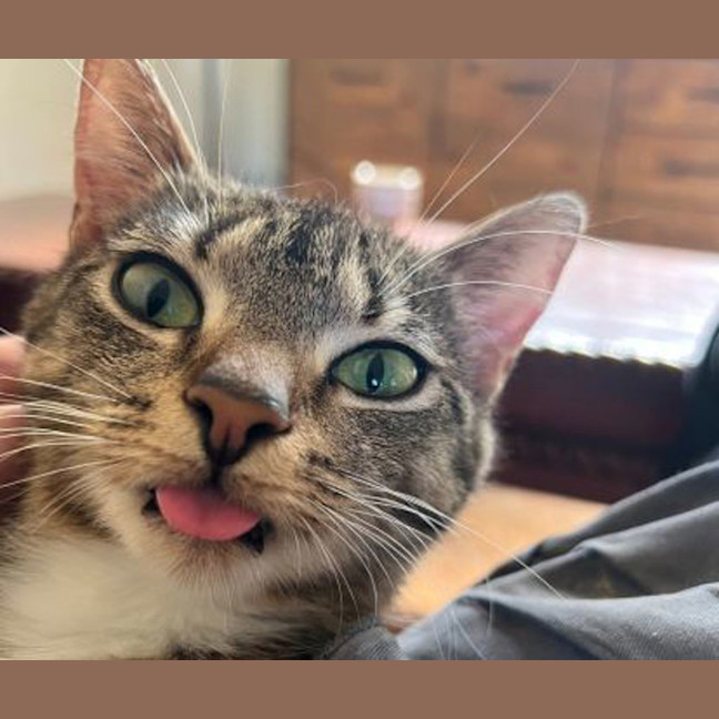 Photo of Maple