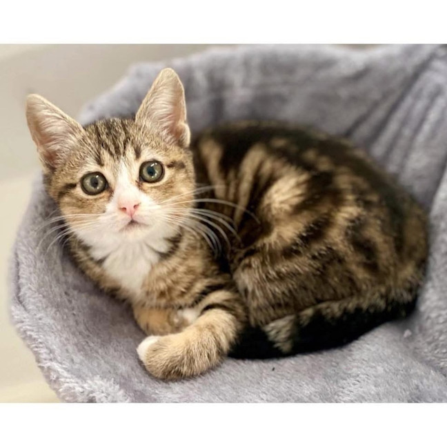 Photo of 12457   Petal