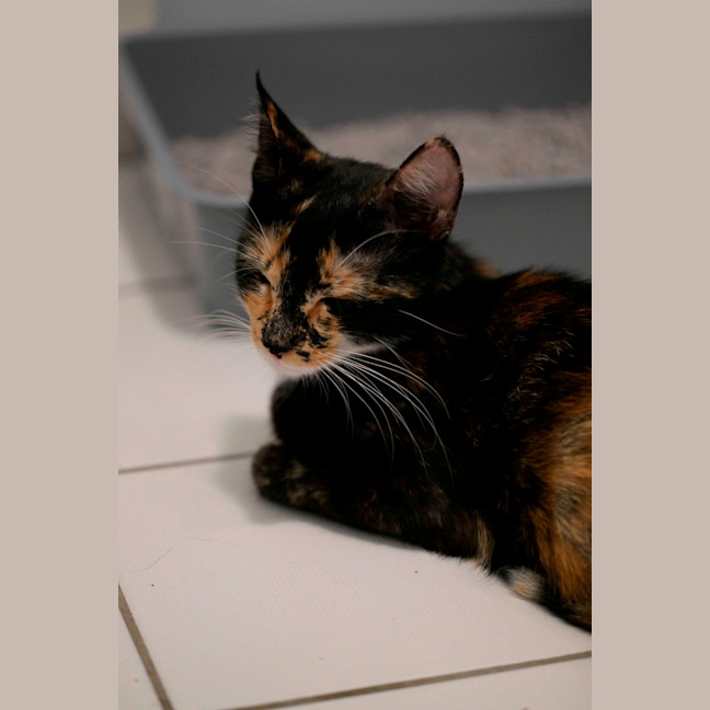 Photo of 🤎 Nutmeg 🤎