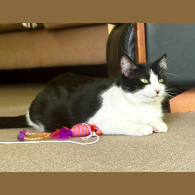 Photo of Mavis