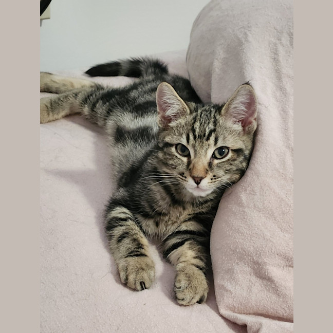 Photo of Mister Mason Munchy 