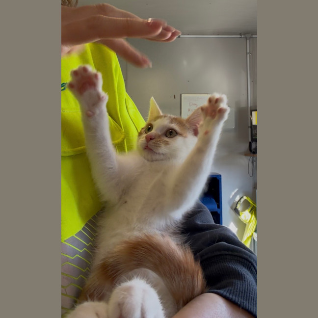 Photo of Carrot