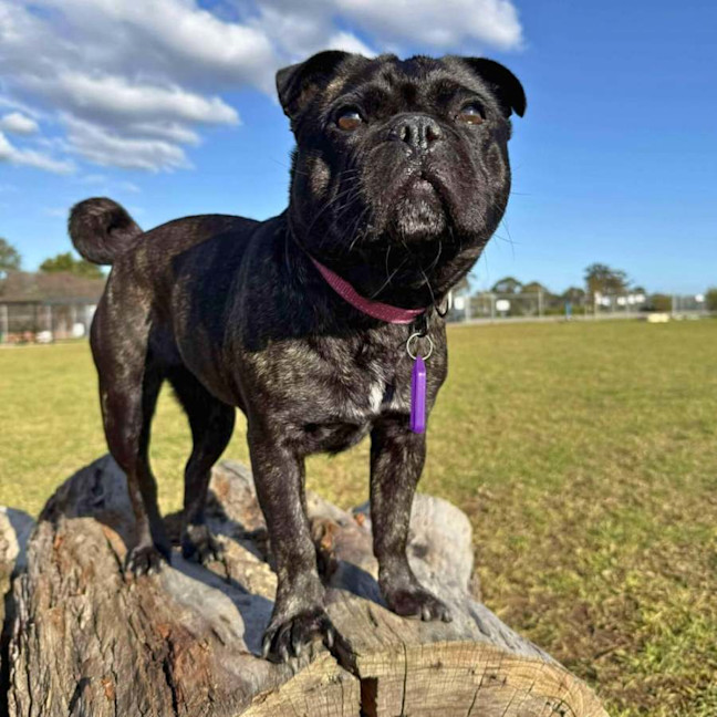 Photo of 🍇Raisin🍇