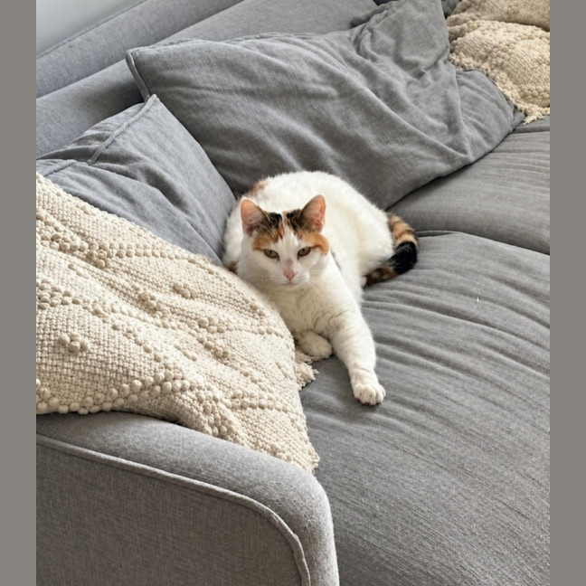 Photo of Gogo
