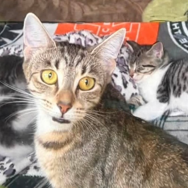 Photo of Socks