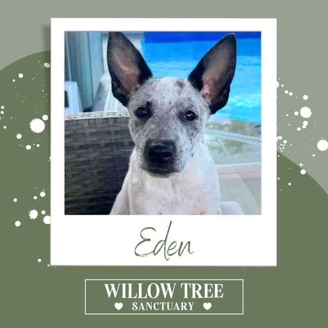 Photo of Eden