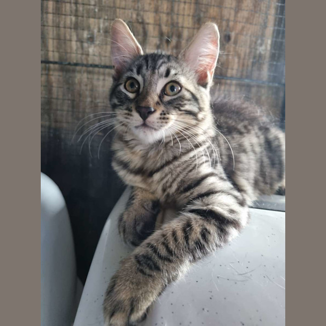 Photo of Rocky