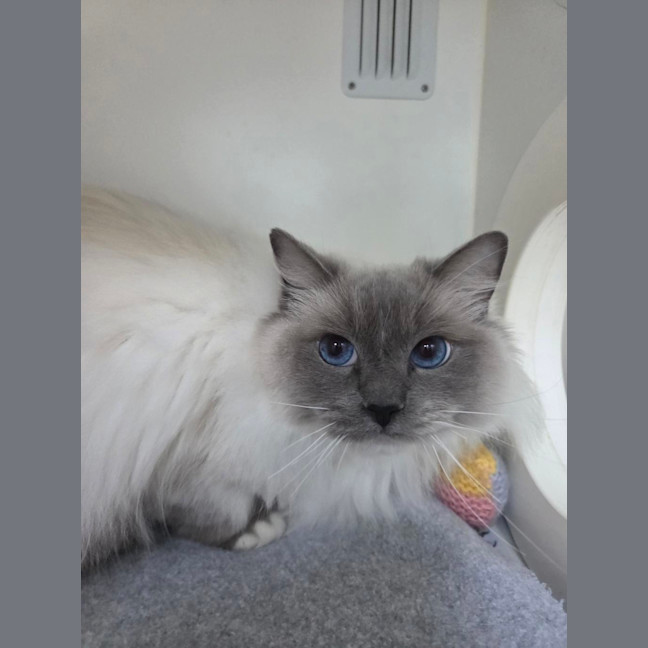 Photo of Persephone