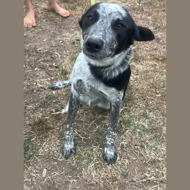 Photo of Pepper