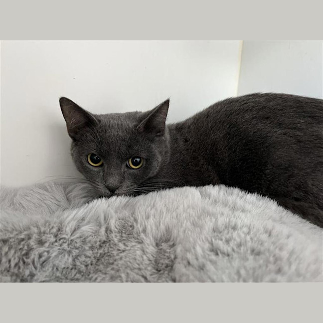 Photo of Asha