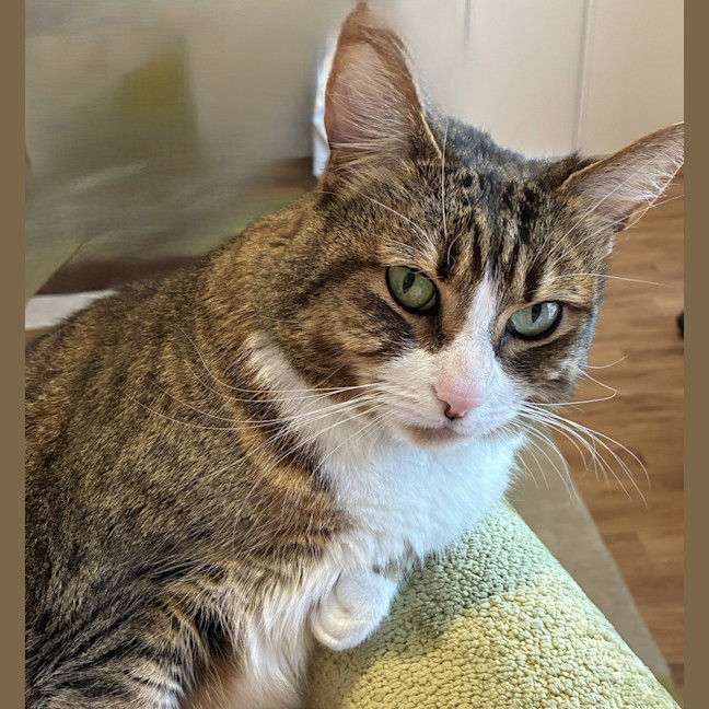 Photo of Juno