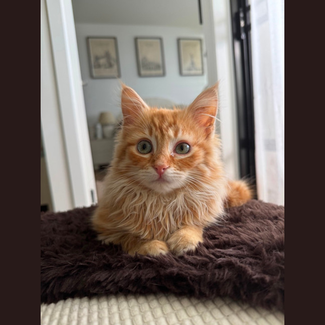 Photo of Enzo 