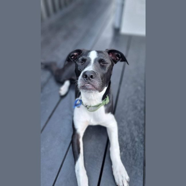Photo of Honey   5 Month Old Staffy X Cattle Dog