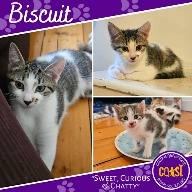 Photo of Biscuit