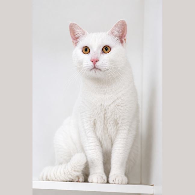 Photo of Blizzard