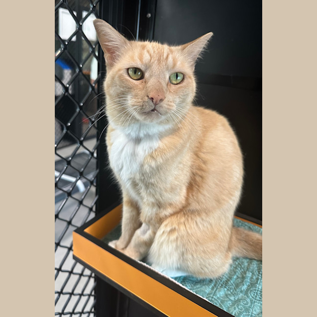 Photo of Hula