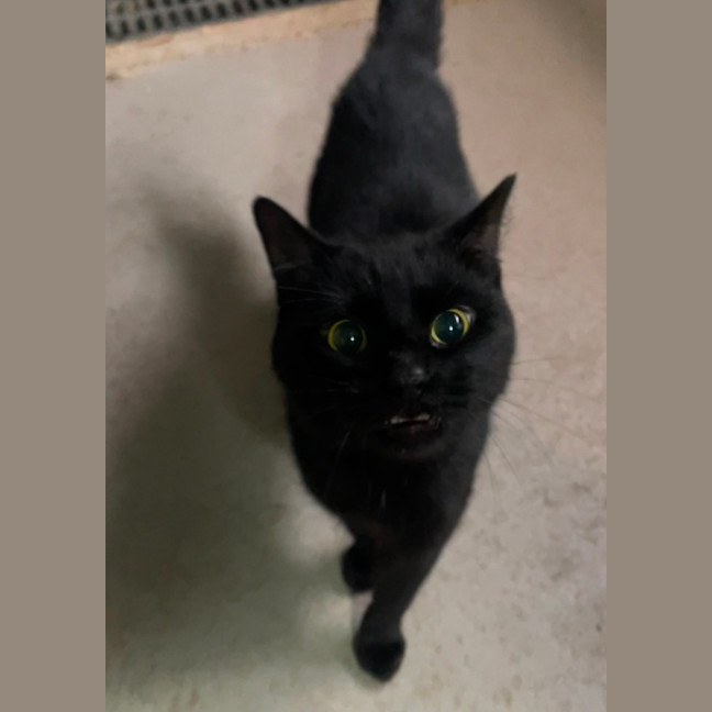 Photo of Liquorice
