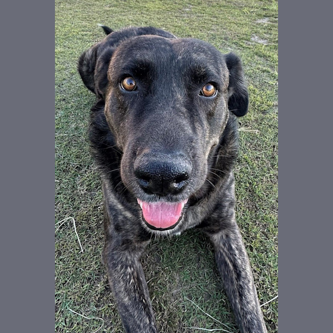 Photo of Kenny *$150 Adoption Fee*