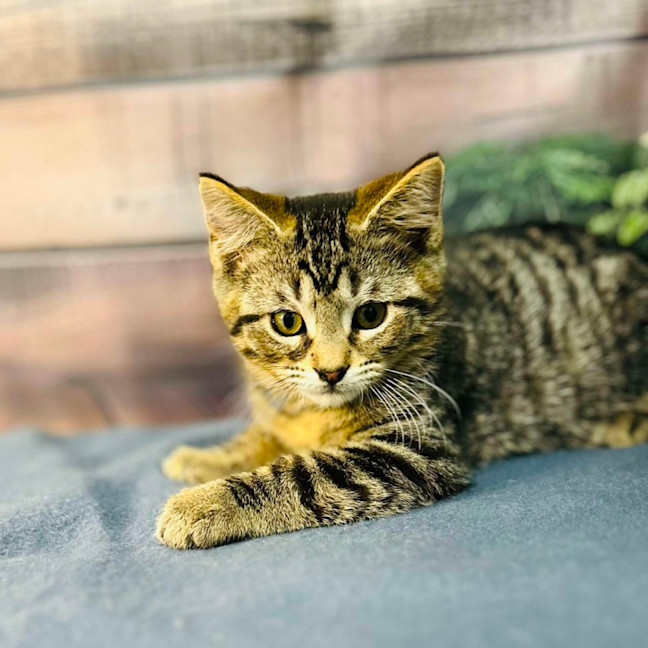 Photo of Atlas   Located In Preston 