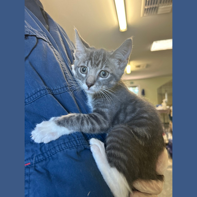 Photo of Jazz