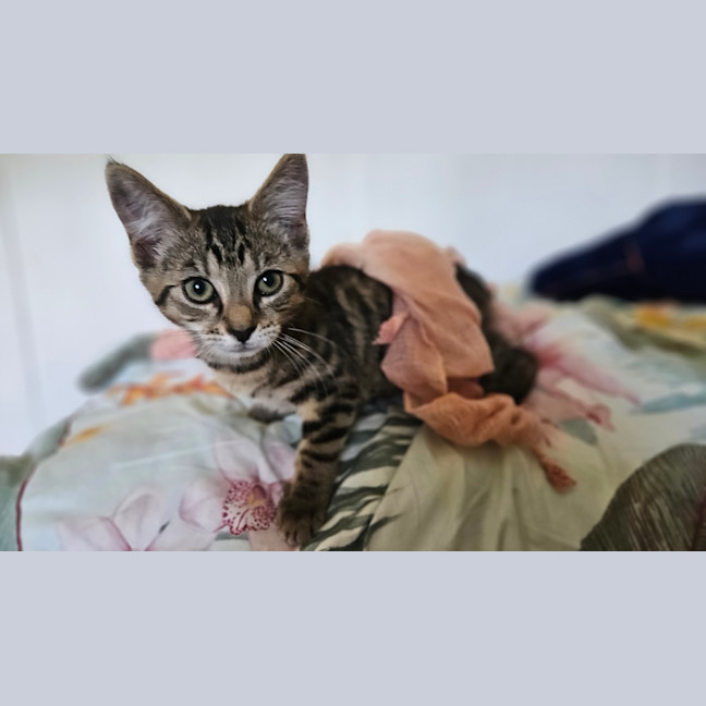 Photo of Tails