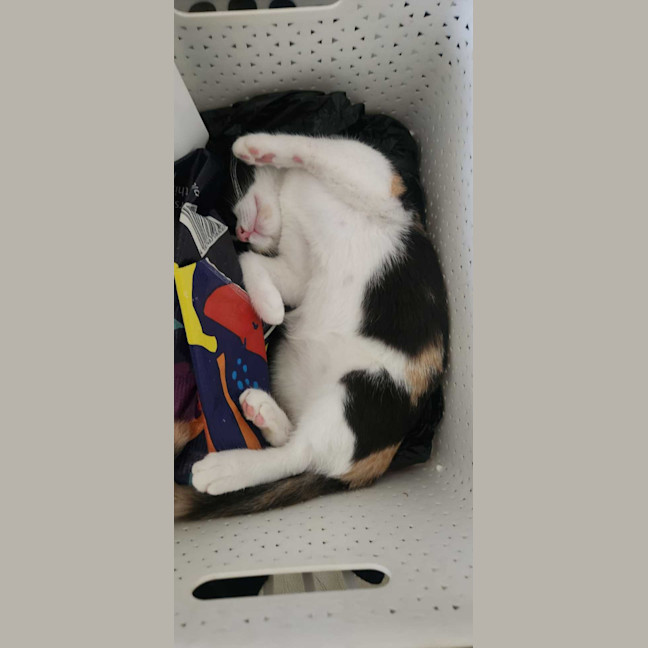 Photo of Nova