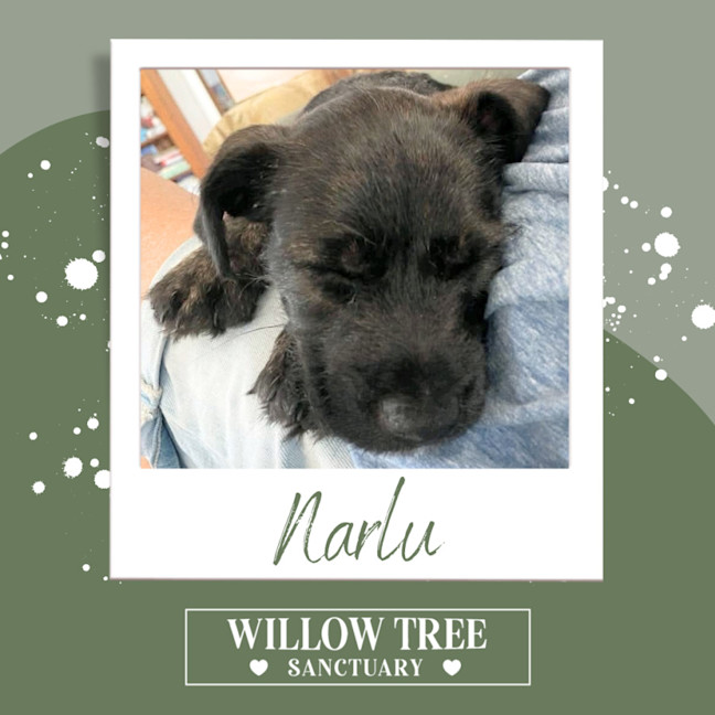Photo of Narlu 
