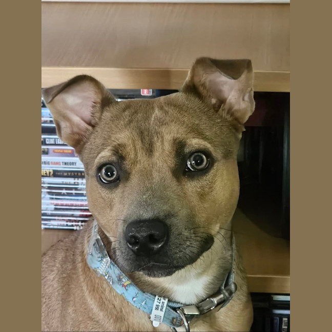 Photo of Layla