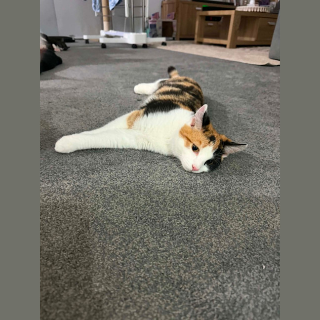 Photo of Imogen Meet Me@Petstock Carrum Downs Store