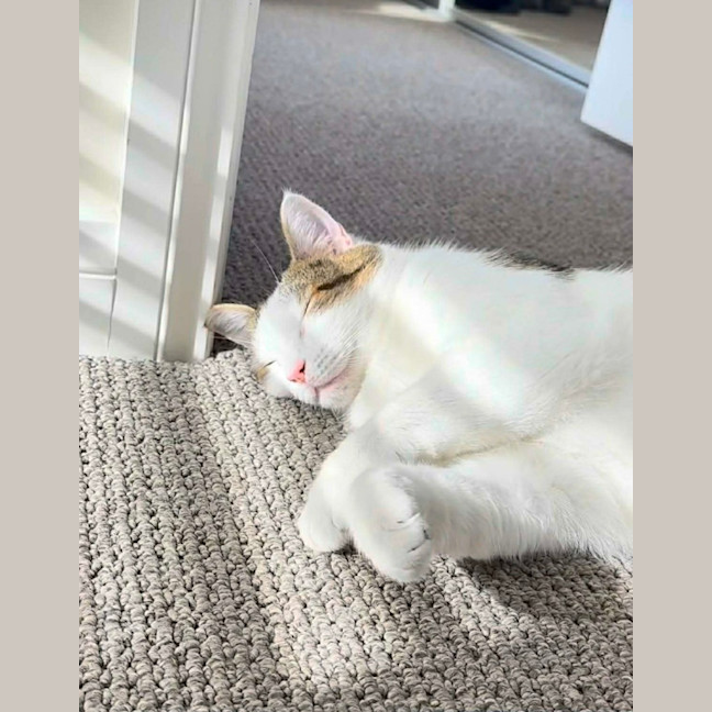 Photo of Chester   In Foster Care In Ashburton