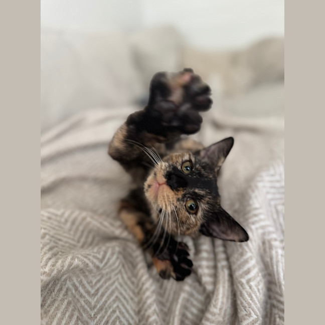 Photo of Chai