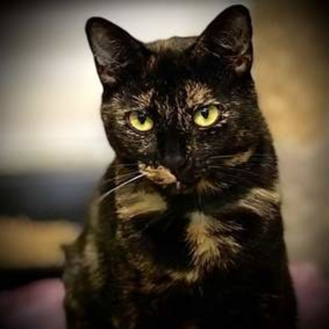 Photo of Rizzo