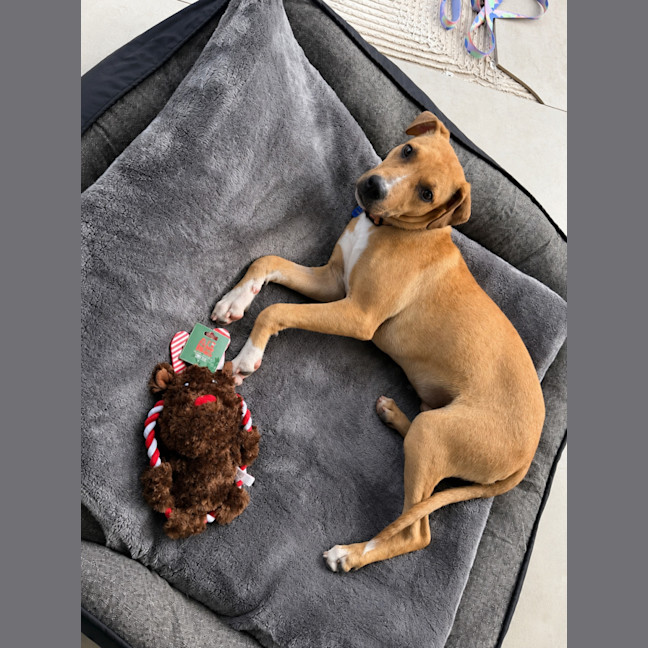 Photo of Timmy   11 Month Old Mastiff X