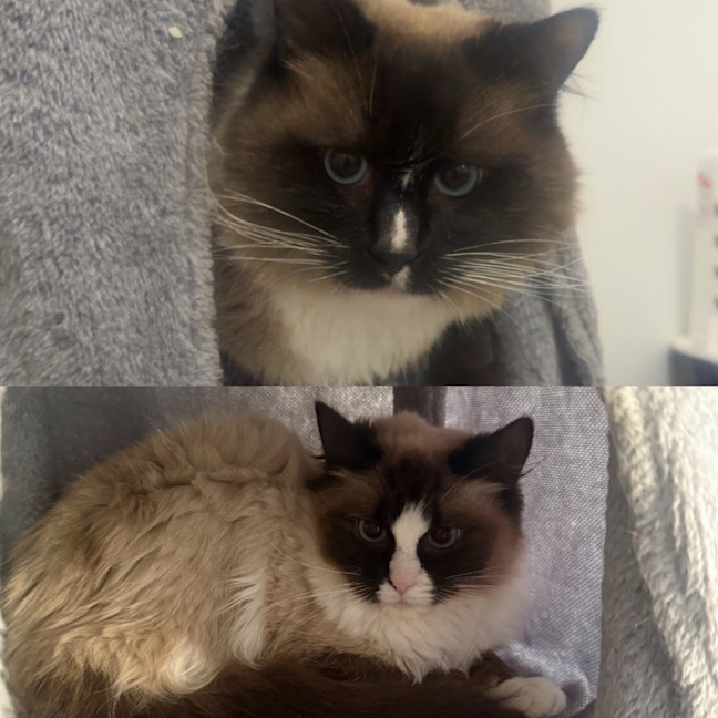 Photo of Coco & Marshmellow