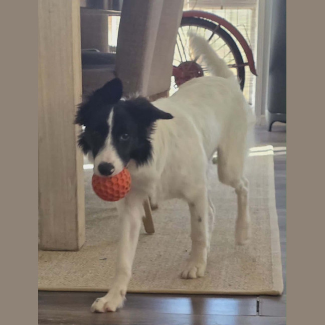 Photo of Annie 