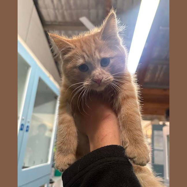 Photo of Teddy