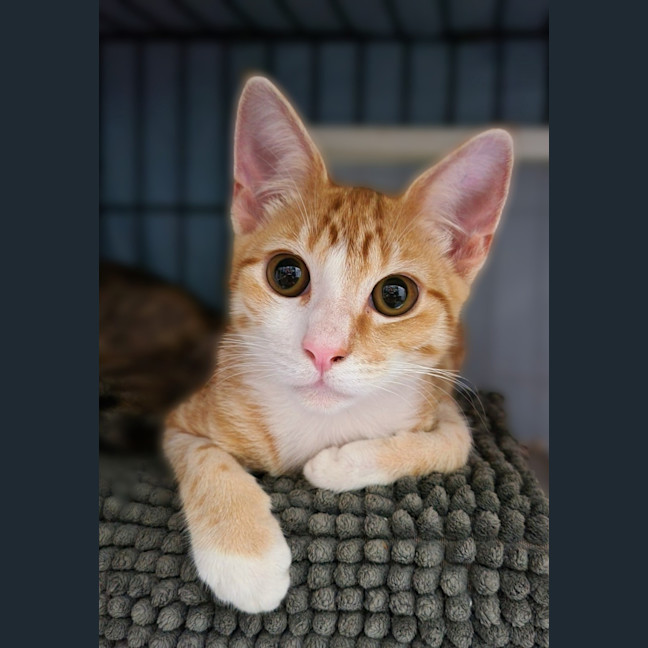 Photo of Theo